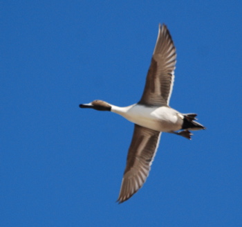 Male Northern Pintail picturegallery171325.tmp/SBSSbunny.jpg
