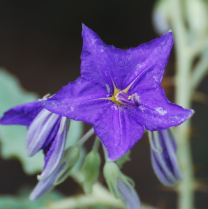Blue desert flower 171325.tmp/SDMyellowcatusflower.JPG