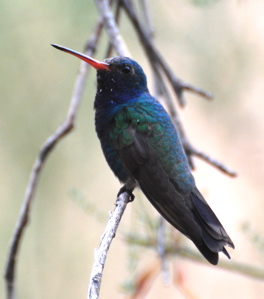 Broad-billed hummingbird 171325.tmp/SDMwhitewingeddove.JPG
