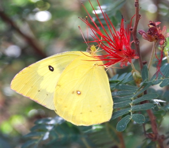 Yellow Butterfly 171325.tmp/SDMwhitebutterfly.JPG