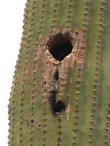 Cactus owl nest 171325.tmp/SDMyellowcatusflower.JPG