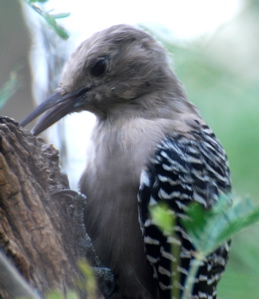 Female Gila Woodpecker 171325.tmp/SDMwhitewingeddove.JPG