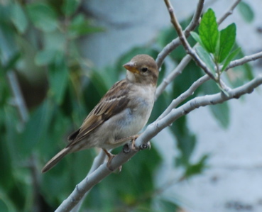 House Sparrow 171325.tmp/SDMwhitewingeddove.JPG