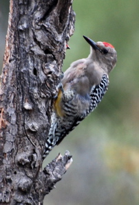 Male Gila Woodpecker 171325.tmp/SDMmalegilawoodpecker.JPG