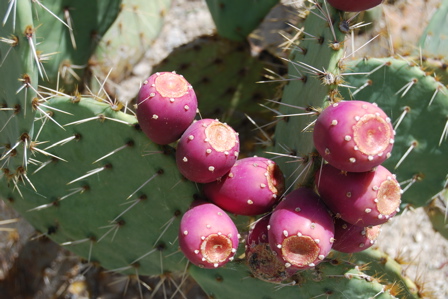 Pink cactus bud 171325.tmp/SDMyellowcatusflower.JPG