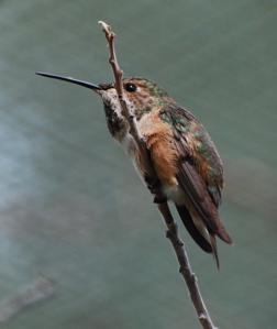 Rufous Hummingbird 171325.tmp/SDMwhitewingeddove.JPG