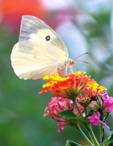 White butterfly 171325.tmp/SDMwhitebutterfly.JPG