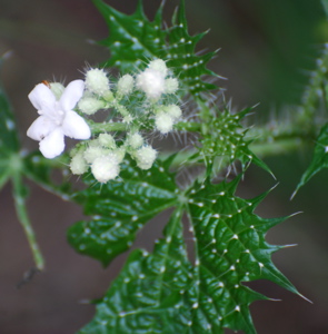 White catus flower 171325.tmp/SDMyellowcatusflower.JPG