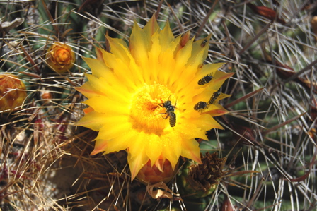 yellow cactus flower171325.tmp/SDMyellowcatusflower.JPG
