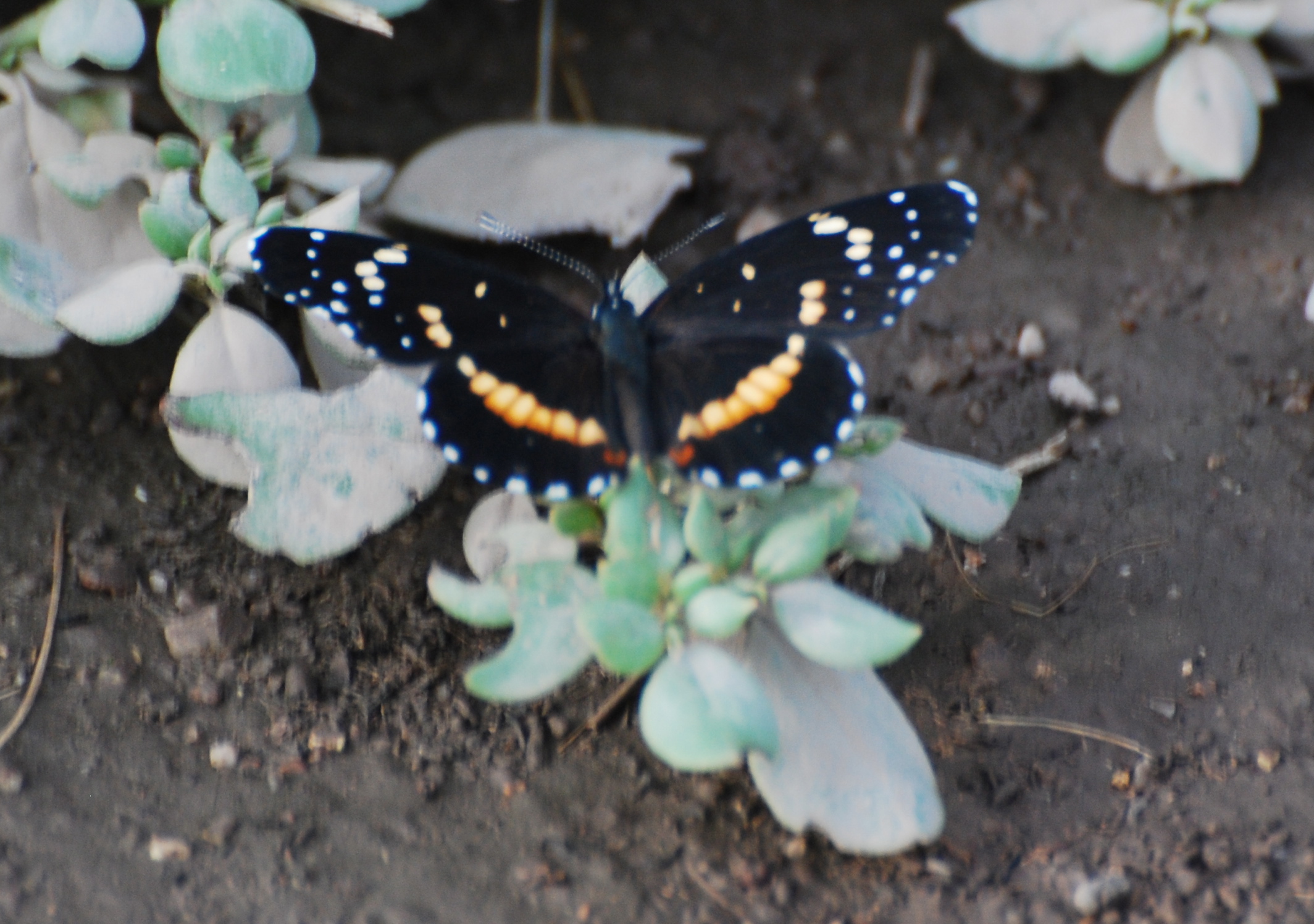Butterflies arizona171325.tmp/SPAZbarnswallownest.JPG
