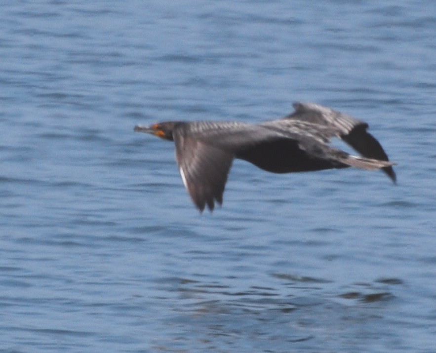 Doubled Crested Cormorant in flight171325.tmp/mysterybird.JPG