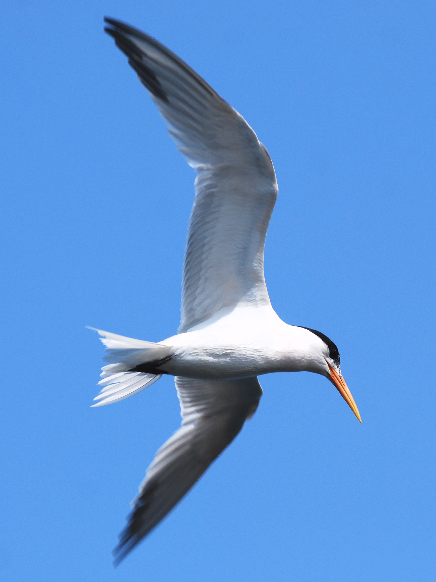 Elegant Tern Inflight 171325.tmp/mysterybird.JPG