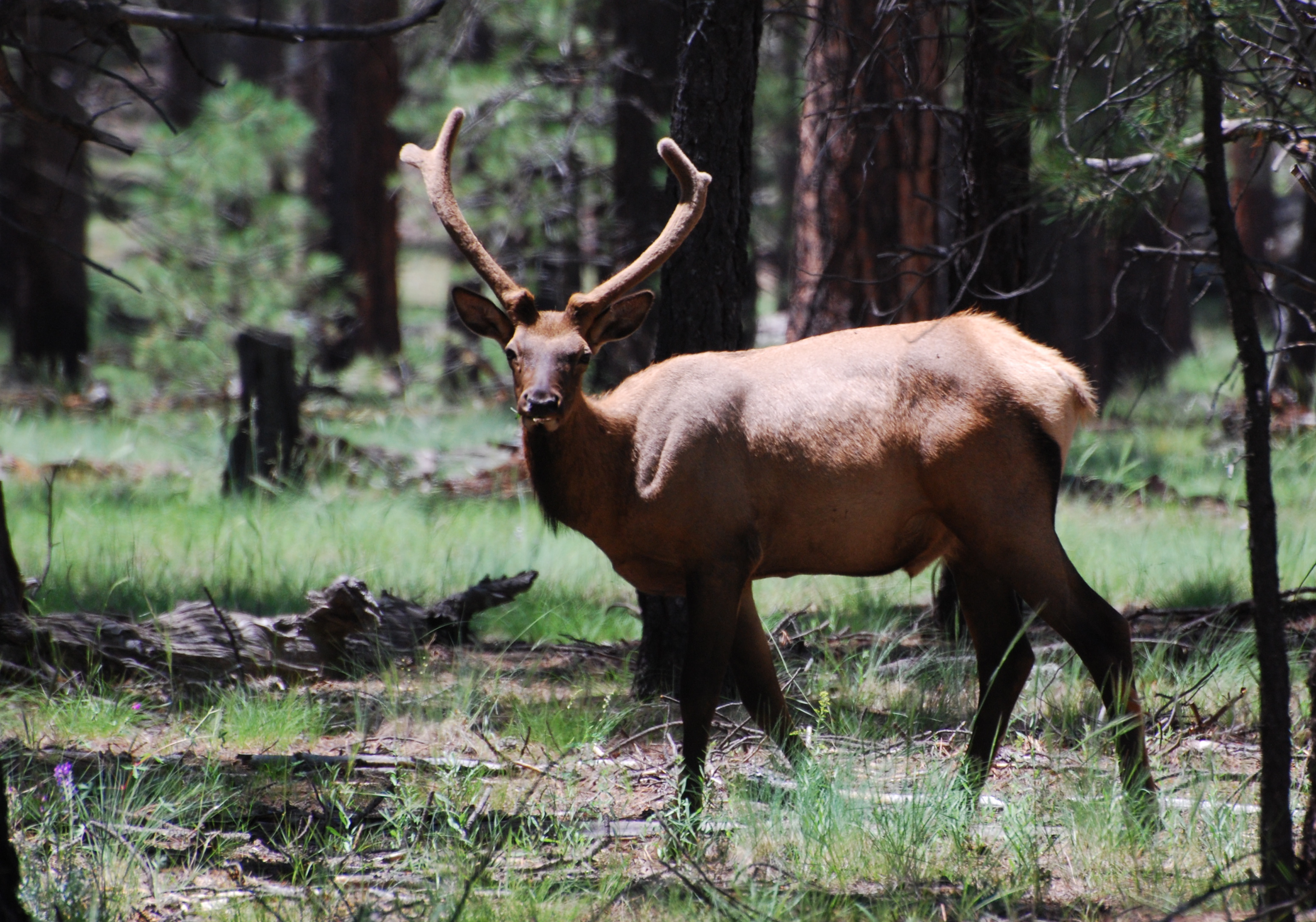 Elk grazing in the Kaibab National Forest171325.tmp/gc4.JPG