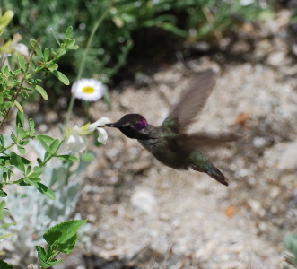 Costa's Hummingbird 171325.tmp/smbirdd.jpg