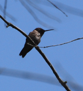 male Anna's Hummingbird 171325.tmp/male Anna's Hummingbird .jpg