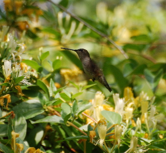 Anna's Hummingbird 171325.tmp/Anna's Hummingbird .jpg