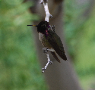 Costa's Hummingbird 171325.tmp/smbirdd.jpg