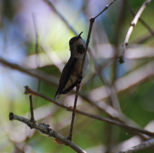 Rufous Hummingbird 171325.tmp/Rufous Hummingbird .jpg