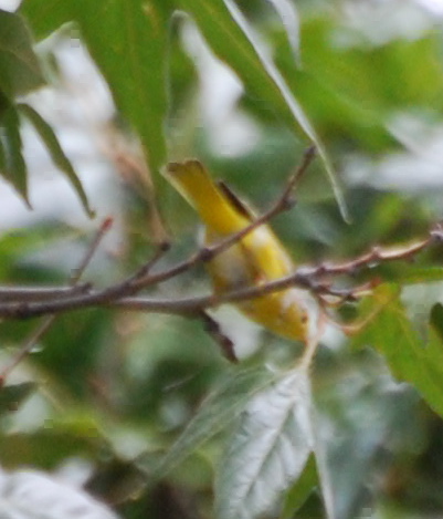 Female Western Tanager171325.tmp/miafinchonfeather.JPG