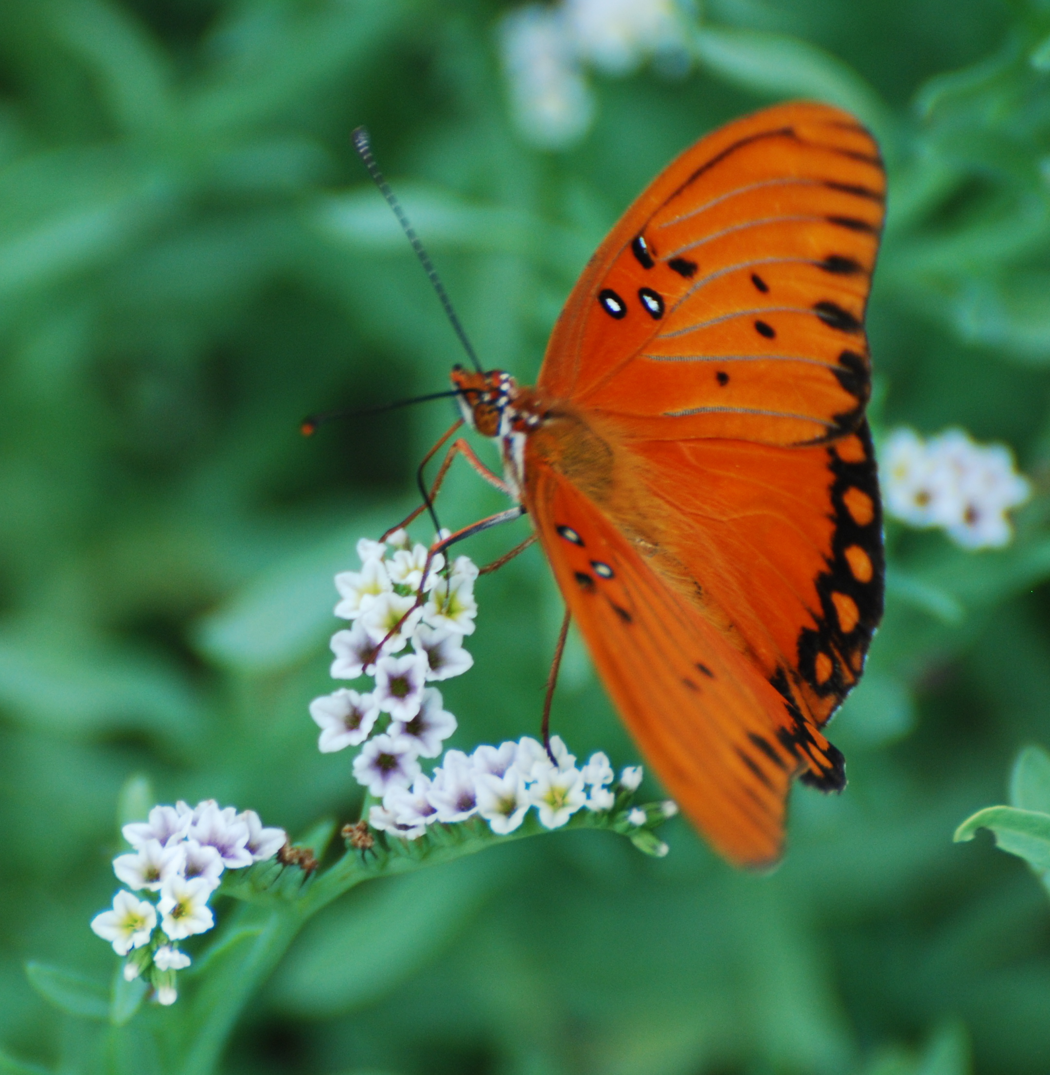 butterfly 171325.tmp/orangebutterfly.JPG