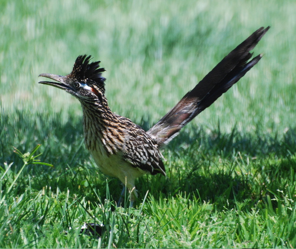 greater roadrunner 171325.tmp/roadrunner.jpg