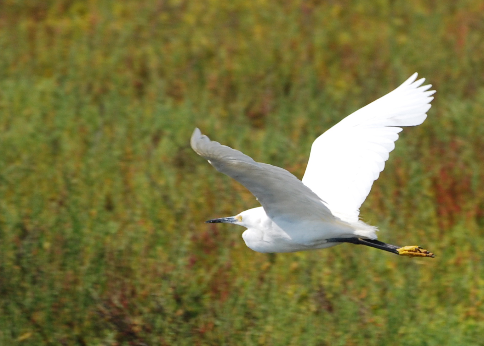 Snowy Egret in flight171325.tmp/mysterybird.JPG