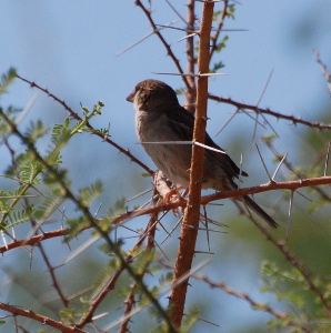 Sparrow in a thorn tree 171325.tmp/sparrowthorns.jpg