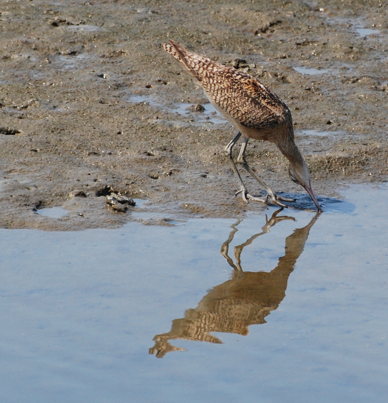 Whimbrel hunting in the sand 171325.tmp/mysterybird.JPGure